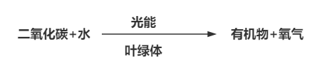 光合作用示意图