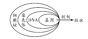 基因与染色体关系