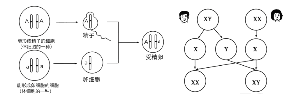 染色体核型图
